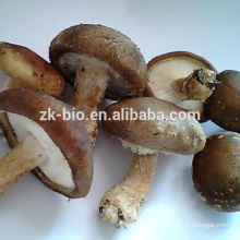High Quality Shiitake Mushroom Mycelium Extract
